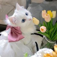 nhạc nền - Pets.VN