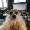 tobyismyfavdog - @stevencedillos2 - TikTok