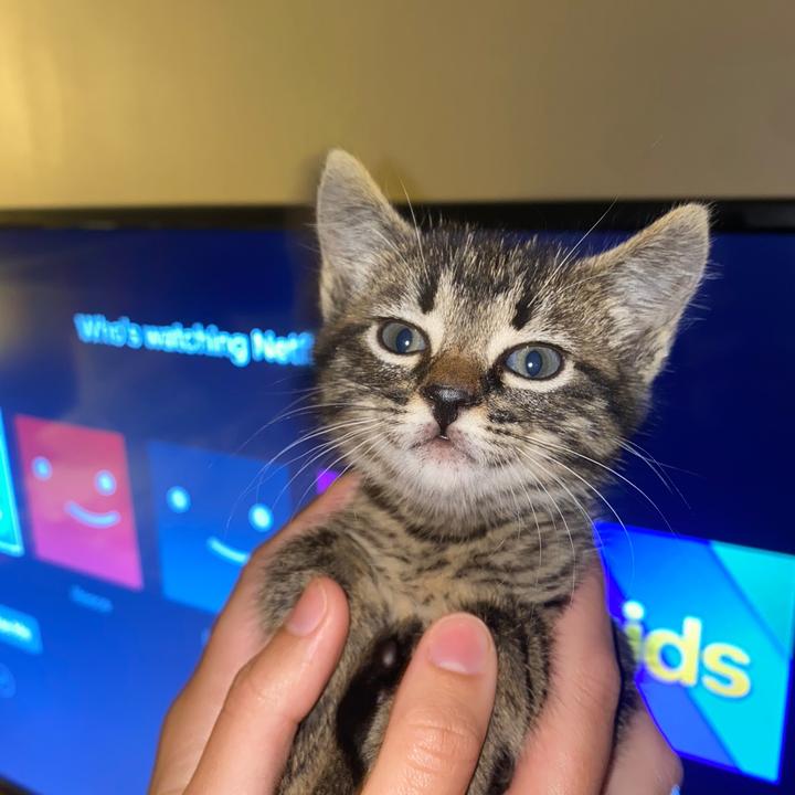 🦄 petplusaustralia123 Pet Plus Australia TikTok