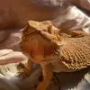 gregory - @gregorythebeardeddragon - TikTok