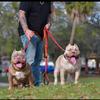 chinomendezbully