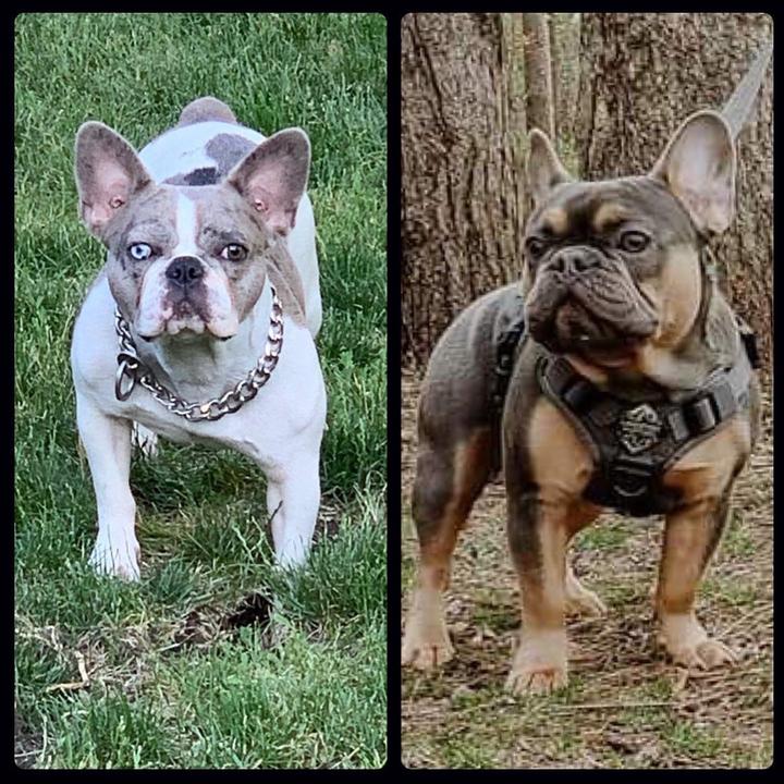 flyazzfrenchieskennels