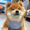 Funny animals 00 - @leonellavigne6 - TikTok