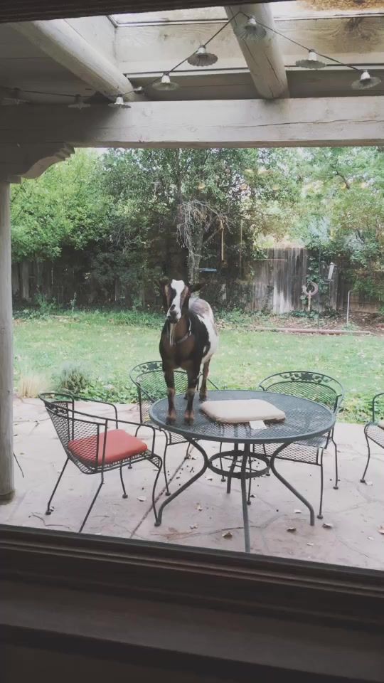 TikTok video thumbnail by specialeffexfarms