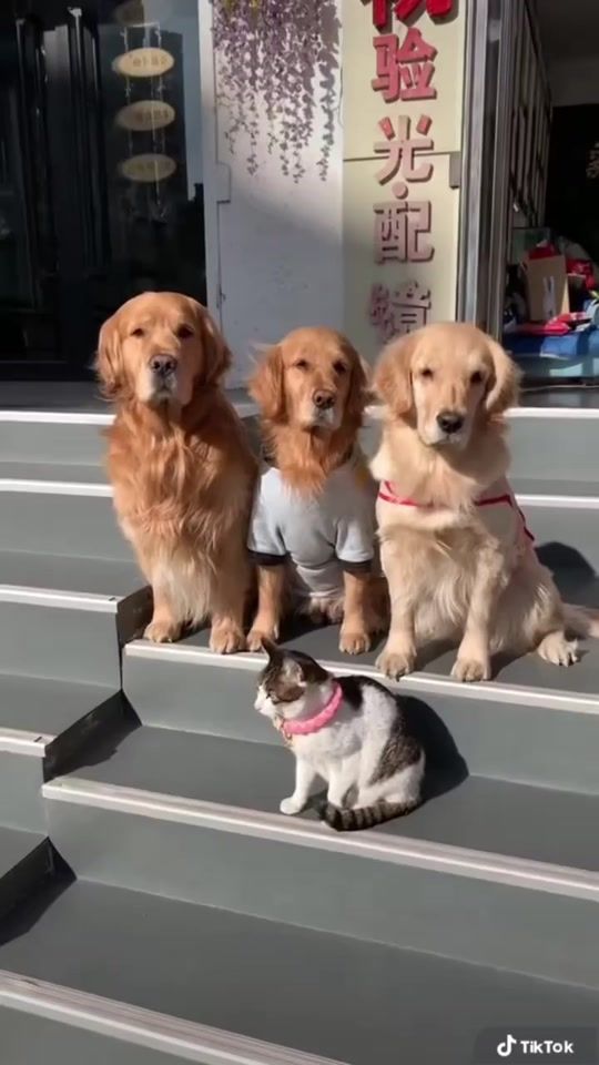 TikTok video thumbnail by thucungdethuong50