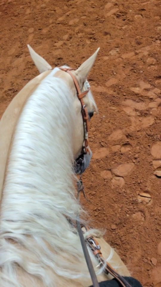 TikTok video thumbnail by nessa.equestrian