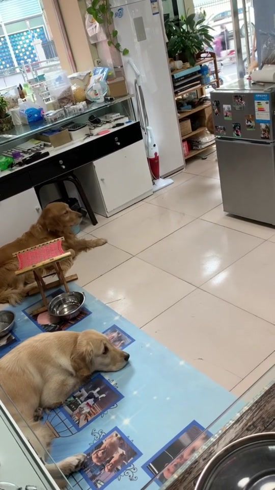 TikTok video thumbnail by jennydog66