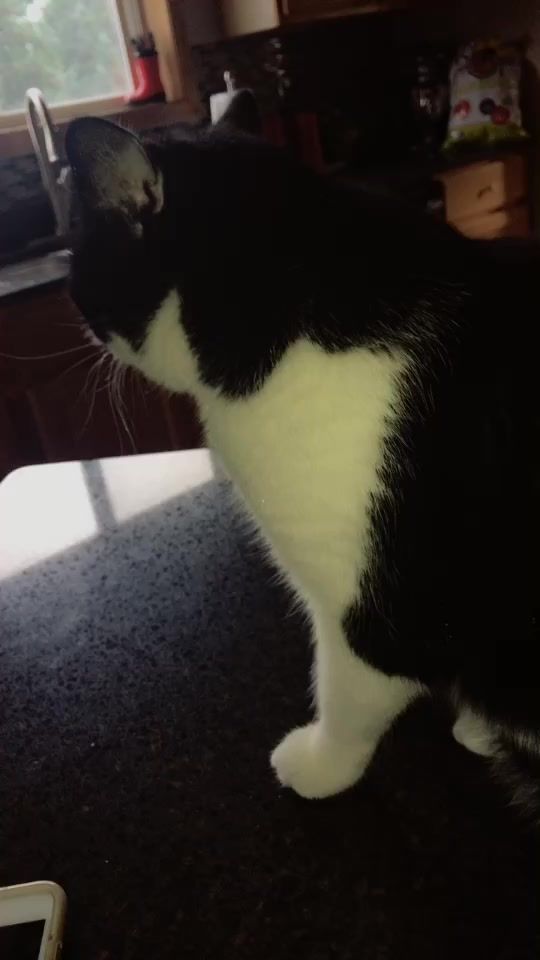 TikTok video thumbnail by teagangilboe