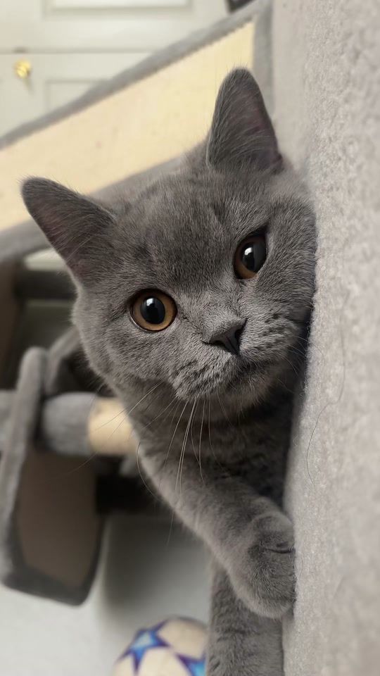 TikTok video thumbnail by misterfergy