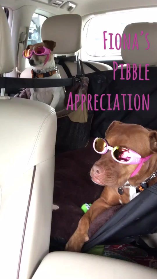 TikTok video thumbnail by deluvpups