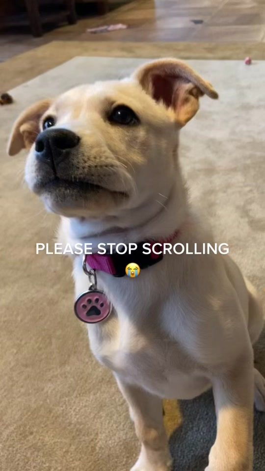 TikTok video thumbnail by helpbeagetsurgery