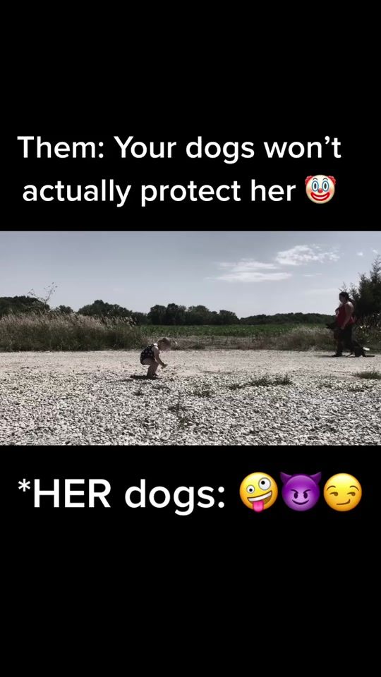 TikTok video thumbnail by deshausraben_shepherds