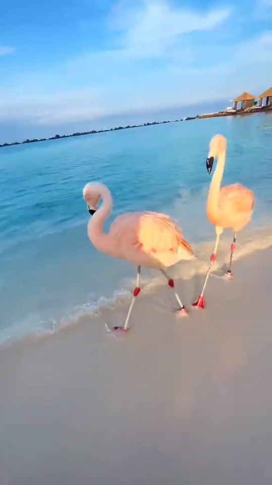TikTok video thumbnail by cesarrincan415