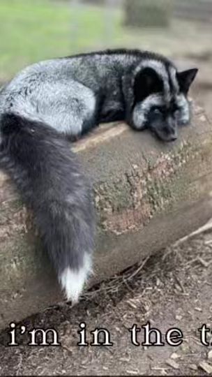 TikTok video thumbnail by silver_blackfox3
