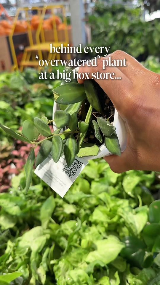 TikTok video thumbnail by botanicallybe