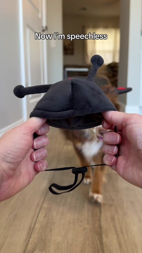 TikTok video thumbnail by yourdogsbestfriend